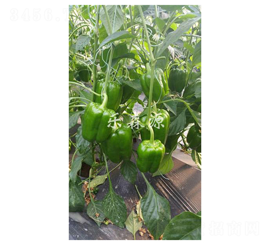 �P��һ̖(h��o)-�����N��-��(l��)ɭԴ