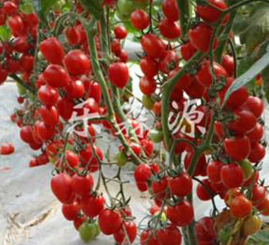 �t��-���ҷ��ѷN��-��ɭԴ