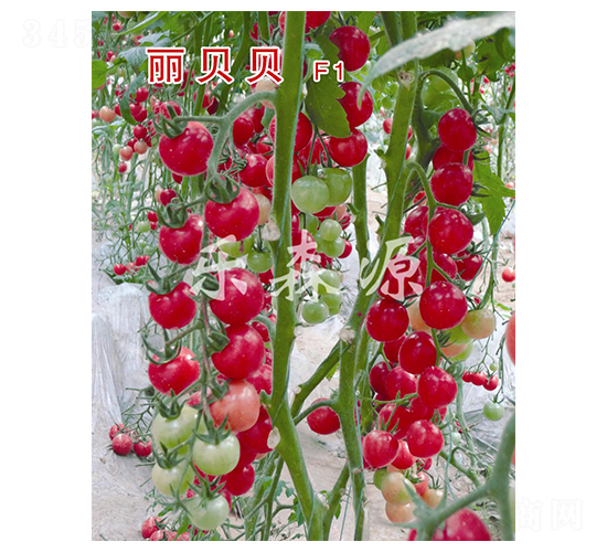 ��ؐؐ-���ҷ��ѷN��-��(l��)ɭԴ