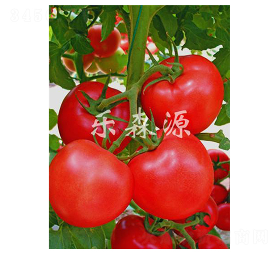 �t����-���ѷN��-��ɭԴ