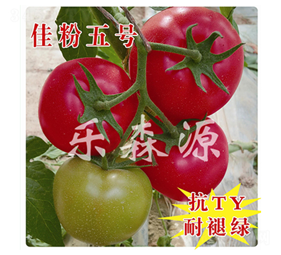 �ѷ���̖-���ѷN��-��ɭԴ