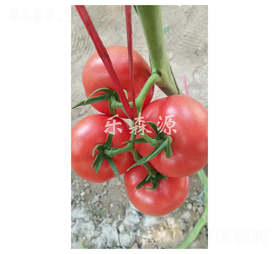 �P��-���ѷN��-��ɭԴ