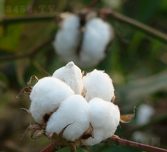 ���s��9̖-�޻��N��-���r(n��ng)�l(f��)