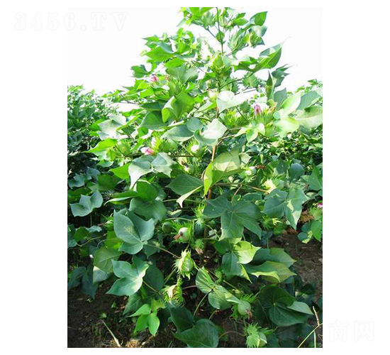 ��ʢ��66-�޻��N��-���r(n��ng)�l(f��)