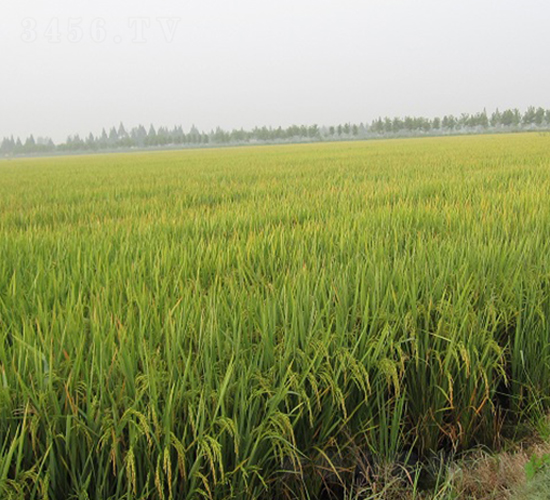 �S�Aռ-ˮ���N��-���r(n��ng)�l(f��)