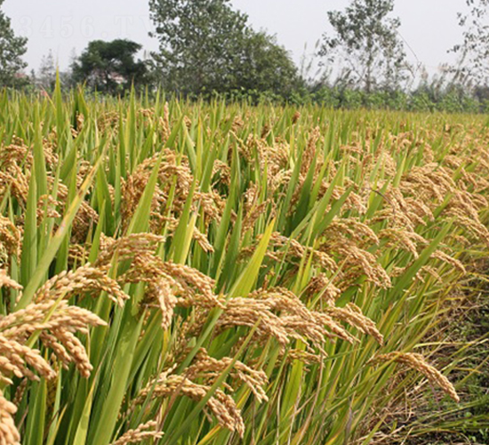 �P��805-ˮ���N��-���r(n��ng)�l(f��)