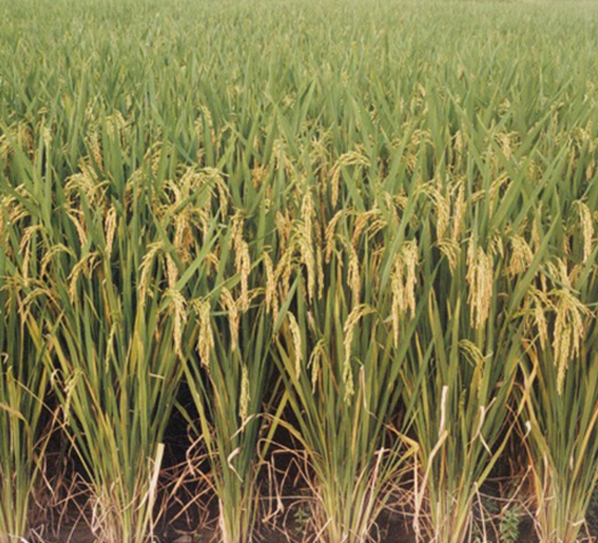 �P(y��ng)��6̖-ˮ���N��-���r(n��ng)�l(f��)