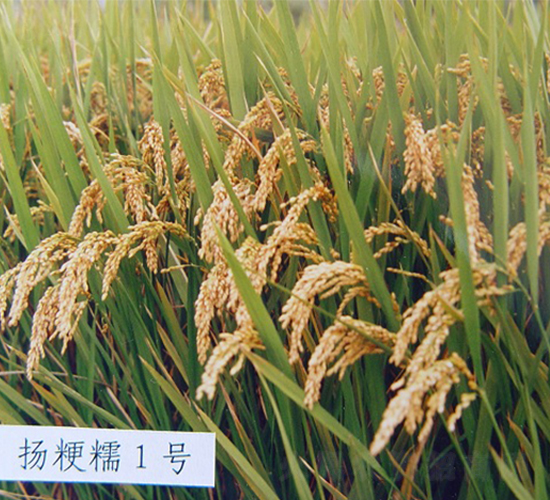 �P(y��ng)��Ŵ1̖-ˮ���N��-���r(n��ng)�l(f��)