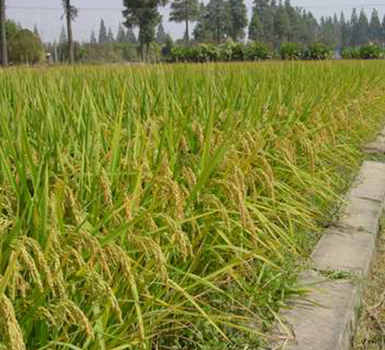 ����Ŵ437-ˮ���N��-���r(n��ng)�l(f��)