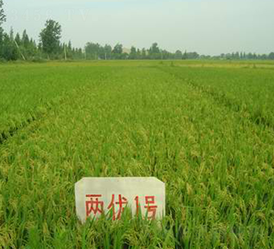 ��ʢ�Ƀ�(y��u)1̖(h��o)-ˮ���N��-���r(n��ng)�l(f��)