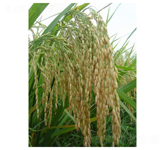 ��ʢ�탞(y��u)1̖-ˮ���N��-���r�l(f��)