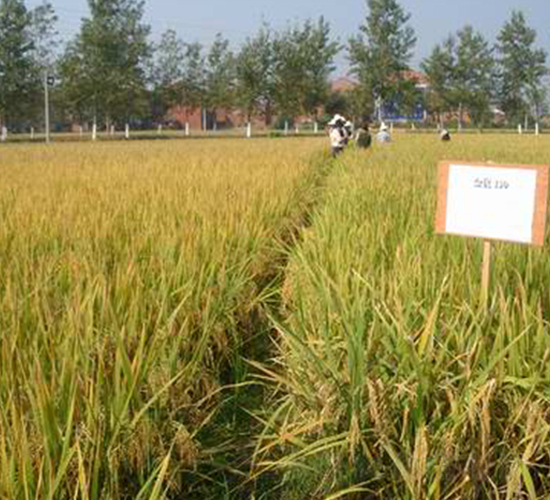 ����(y��u)1130-ˮ���N��-���r�l(f��)