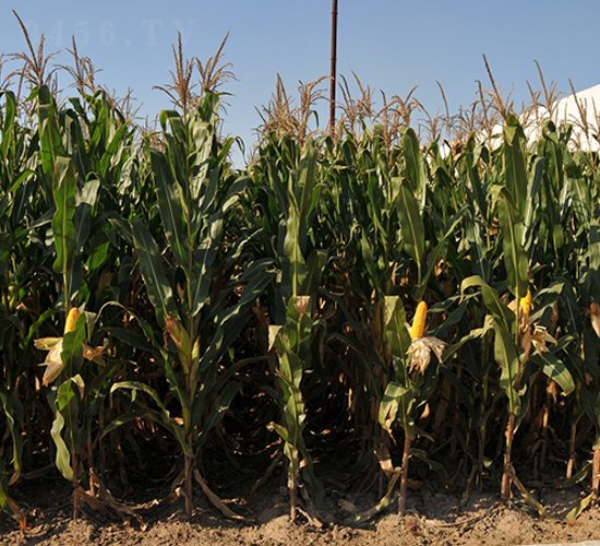 º��35-���׷N��-���r(n��ng)�l(f��)