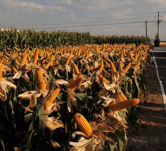 º��36-���׷N��-���r(n��ng)�l(f��)