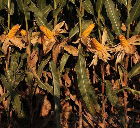 º��39-���׷N��-���r(n��ng)�l(f��)