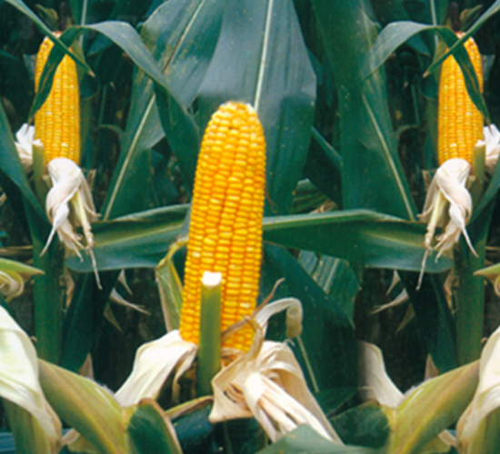 ����6̖(h��o)-���׷N��-���r(n��ng)�l(f��)