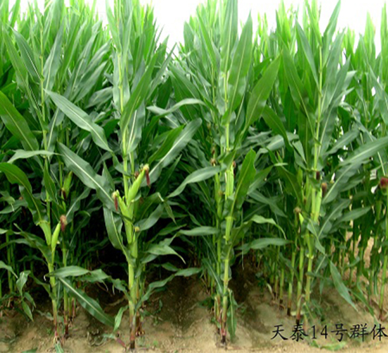 ��̩14̖-���׷N��-���r(n��ng)�l(f��)