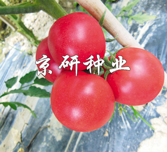 ����203-���ѷN��-����