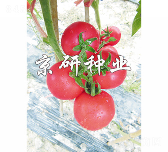 ����205-���ѷN��-����