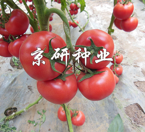 ����3̖-���ѷN��-����