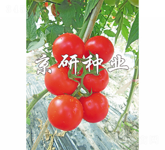 ����501-���ѷN��-����