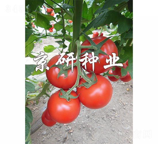 ����502-���ѷN��-����