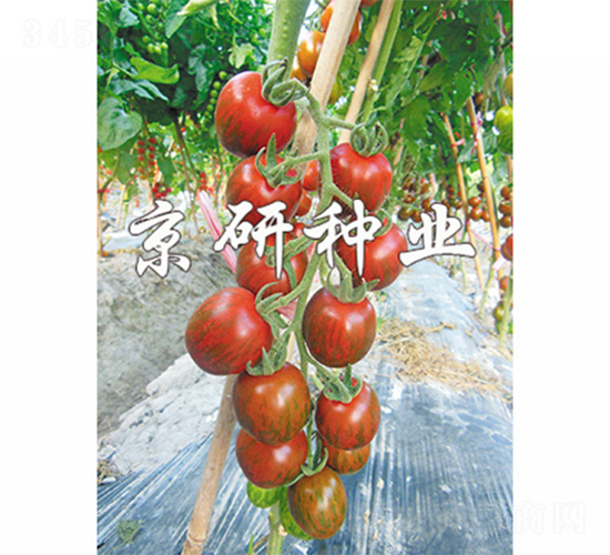 ��������1̖(h��o)-���ѷN��-����