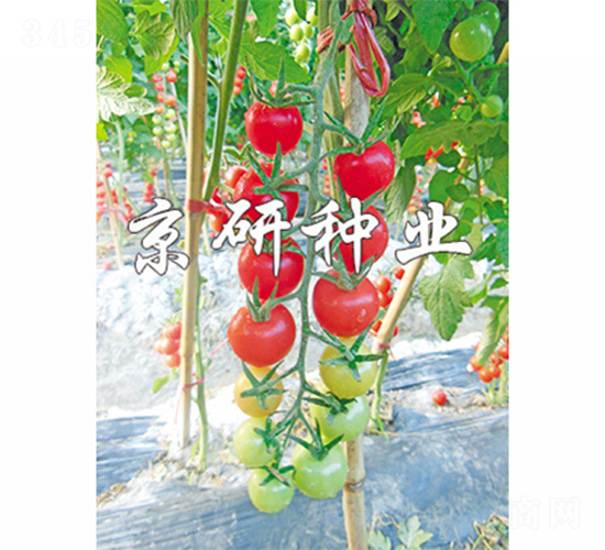 ��������1̖-���ѷN��-����