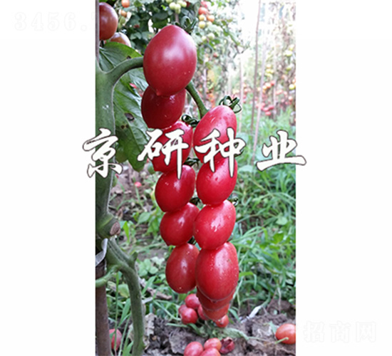 ��������2̖-���ѷN��-����