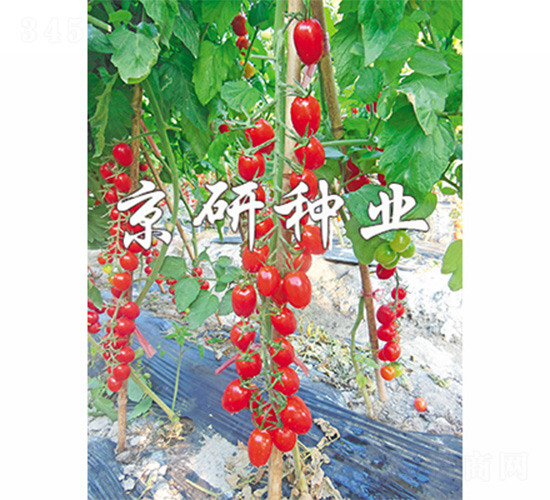 �����t��1̖(h��o)-���ѷN��-����