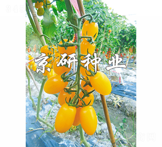 �����S��1̖-���ѷN��-����