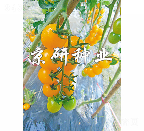 �����S��2̖-���ѷN��-����