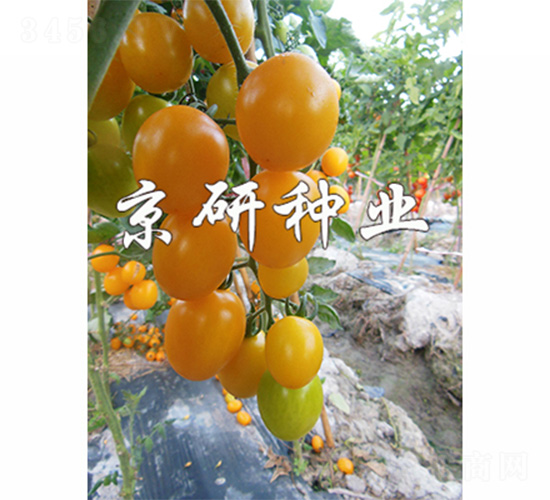 �����S��3̖-���ѷN��-����