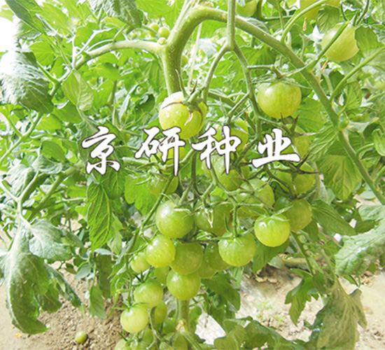 �����G��1̖(h��o)-���ѷN��-����