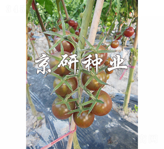 ��������1̖(h��o)-���ѷN��-����