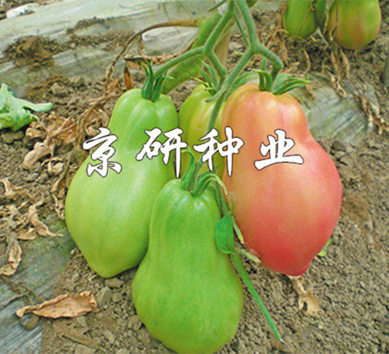 �������ֹ�-���ѷN��-����