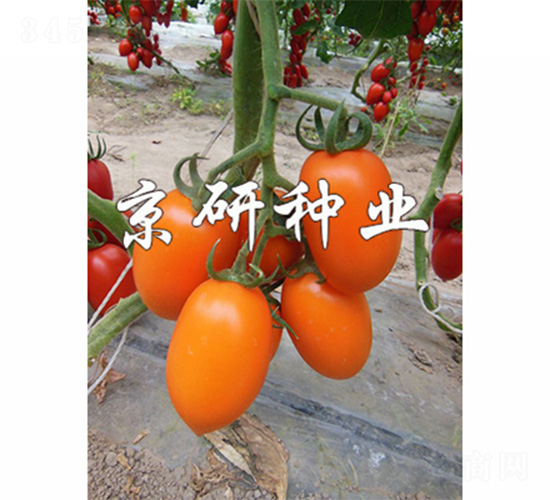 �����S�_1̖-���ѷN��-����