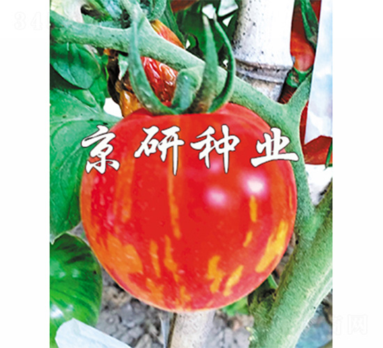 �����в�3̖-���ѷN��-����