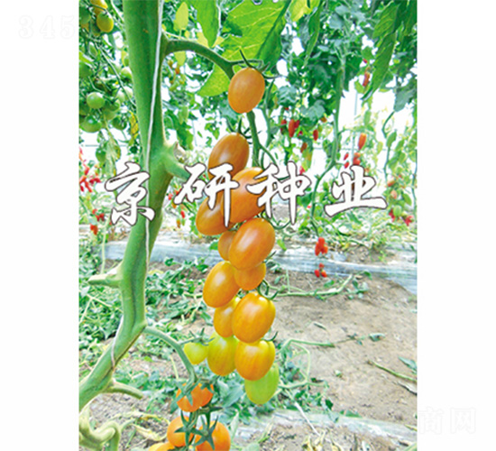 �����ӏ��^-���ѷN��-����