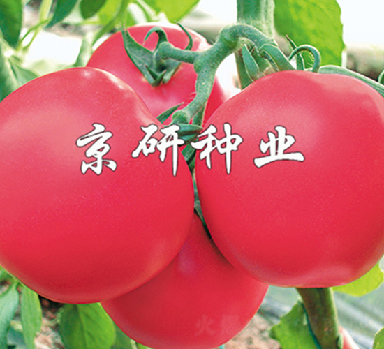 �ɿ�1̖(h��o)-���ѷN��-����