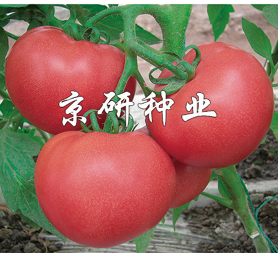 �ɿ�6̖-���ѷN��-����