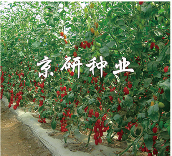 ����1̖-���ѷN��-����