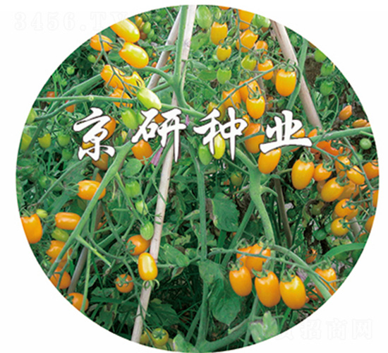 �S�L2̖(h��o)-���ѷN��-����