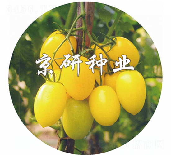 �S��-���ѷN��-����