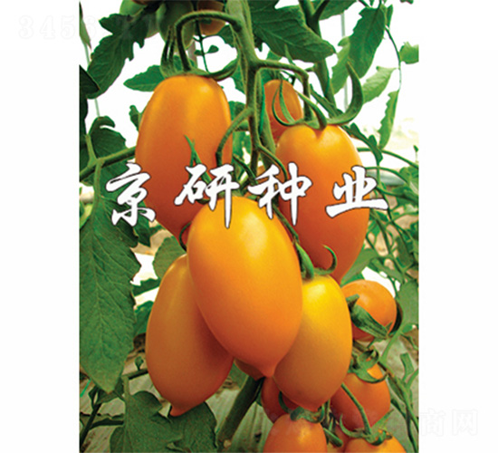 ����-���ѷN��-����