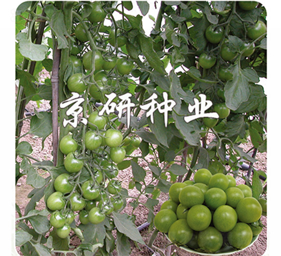 �G��ʯ-���ѷN��-����