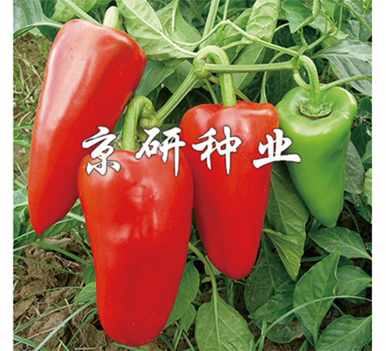 ����1̖-�����N��-����