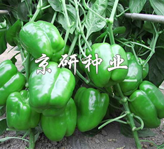 ����113-�����N��-����