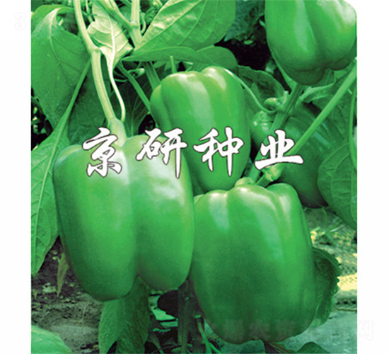 ����3̖-�����N��-����