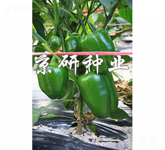 ����805-�����N��-����